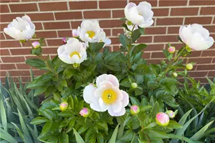 512 Williamsburg Dr, Dalton, GA 30720 - Photo 24