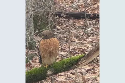 7250 Timber Trail, Cumming, GA 30041 - Photo 72