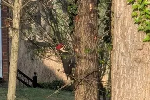 7250 Timber Trail, Cumming, GA 30041 - Photo 70