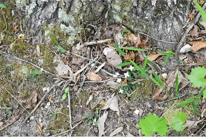 00005 Windridge Lane, Temple, GA 30179 - Photo 2