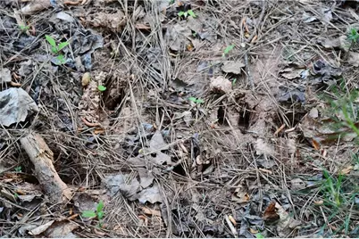 00008 Windridge Lane, Temple, GA 30179 - Photo 22