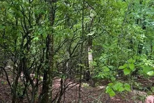 00 Soaring Hawk Trail, Cleveland, GA 30528 - Photo 4