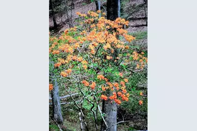 0 Long Branch Road, Dahlonega, GA 30533 - Photo 28