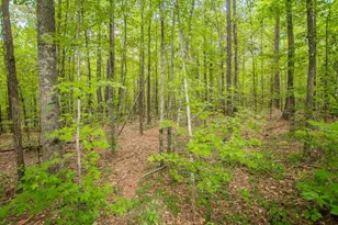 4321 Hwy 186, Good Hope, GA 30641 - Photo 4