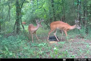 4619 S Hwy 341, Chickamauga, GA 30707 - Photo 64