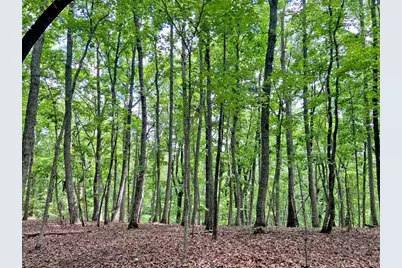 40.7Ac Falling Pines Road, Dahlonega, GA 30533 - Photo 6
