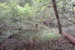 202 Standing Rock Ln, Ellijay, GA 30540 - Photo 6