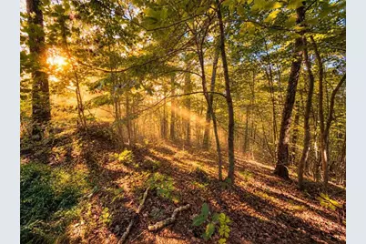 14.06 Old Burnt Mountain Road, Ellijay, GA 30536 - Photo 16