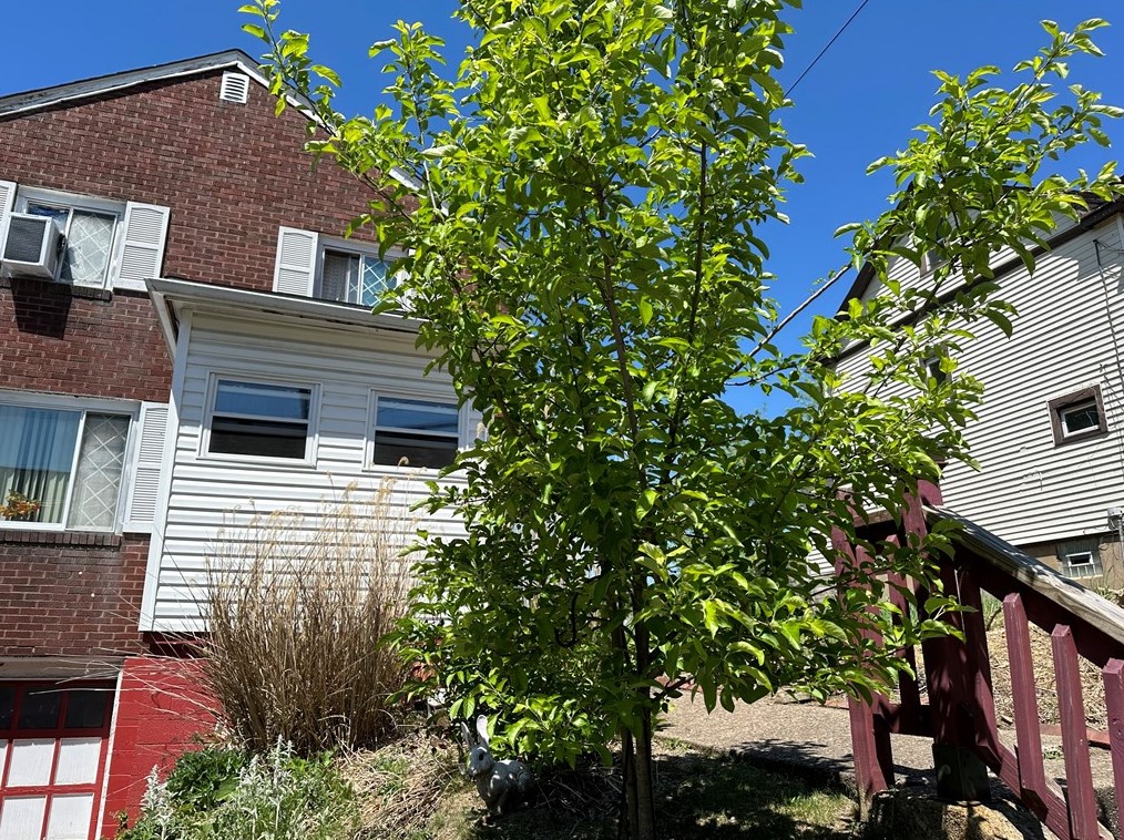 3011 Jenny Lind St, Mckeesport PA  15132-5142 exterior