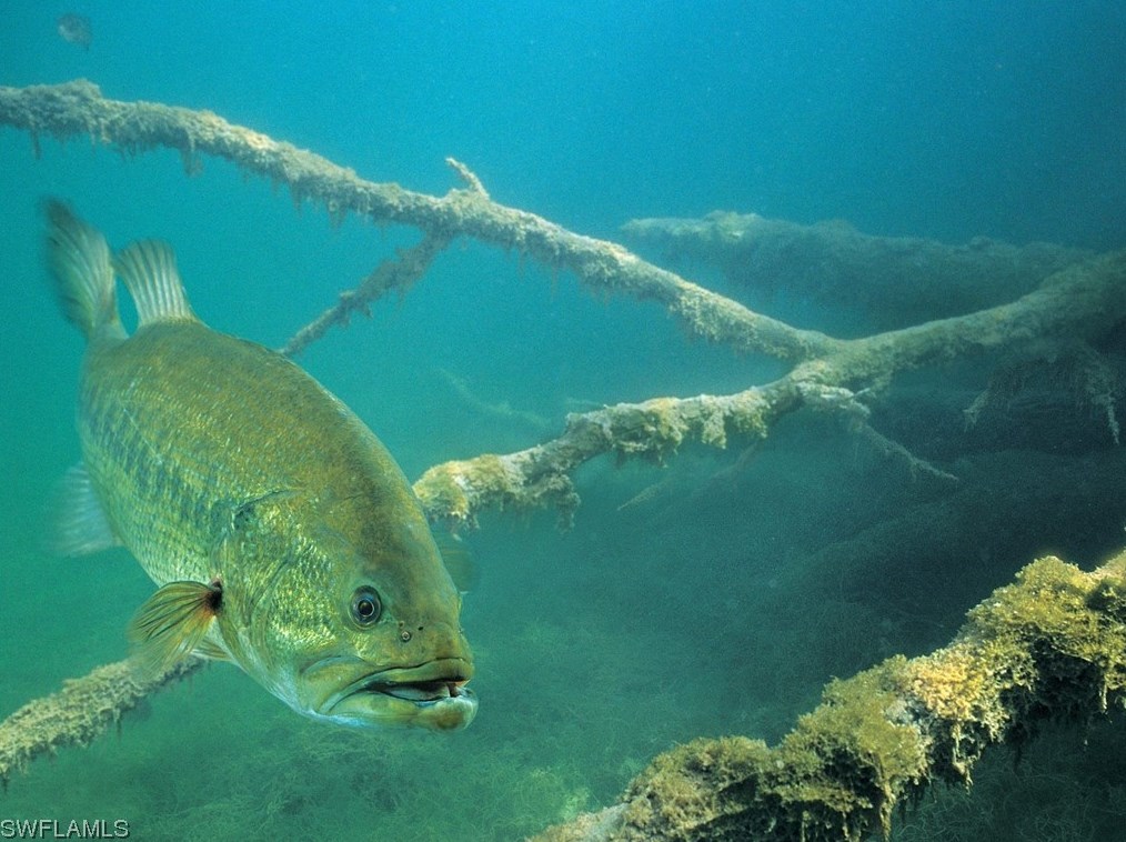 504 San Luiz Ave, Clewiston FL  33440-0257 exterior