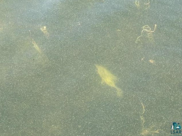 4669 Indian Pt Rd, Orr MN 55771-8218 exterior