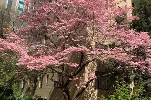 250 W 24 St, New York City, NY 10011 - Photo 10