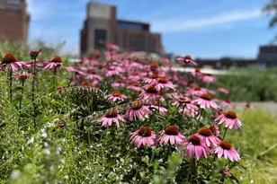 822 Greenwich St, New York City, NY 10014 - Photo 20