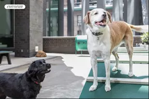 15 William St, New York City, NY 10005 - Photo 24