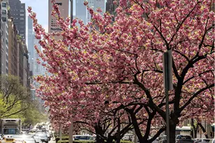 876 Park Ave, New York City, NY 10075 - Photo 16