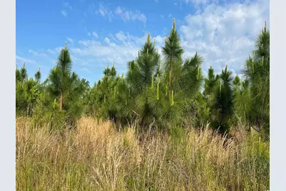 Tbd Highway 430, Nichols, SC 29581 - Photo 14