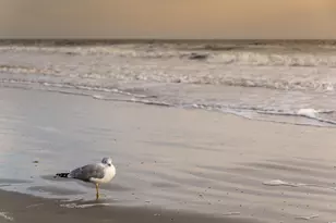 1058 Sea Mountain Hwy, North Myrtle Beach, SC 29582 - Photo 28