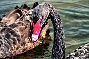 145 Hartland Dr, Myrtle Beach, SC 29572 - Photo 36