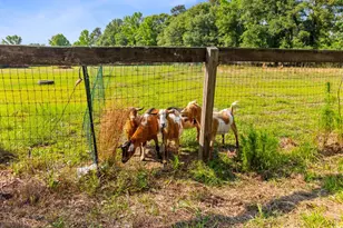 481 Cantey Ln, Camden, SC 29020 - Photo 38