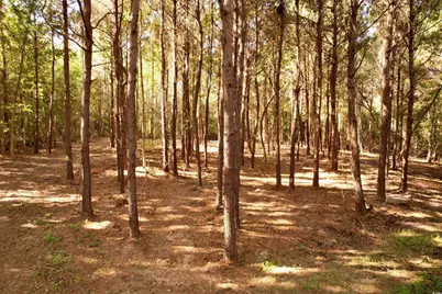 14.81 Acres-Tbd S Deerfield Rd., Johnsonville, SC 29555 - Photo 2