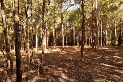 14.81 Acres-Tbd S Deerfield Rd., Johnsonville, SC 29555 - Photo 4