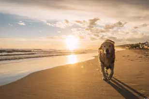 1405 Beach Way Ln, North Myrtle Beach, SC 29582 - Photo 30