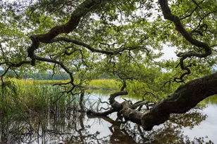 249 Ridley St, Longs, SC 29568 - Photo 28