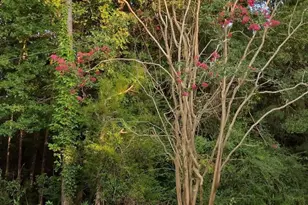 1875 French Santee Rd, Jamestown, SC 29453 - Photo 10