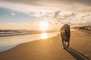 1325 Seachase Way, North Myrtle Beach, SC 29582 - Photo 34