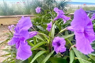 1207 S Ocean Blvd, Myrtle Beach, SC 29577 - Photo 24