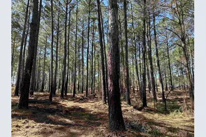 Lot 6 - Tbd Old Camp Ln., Salters, SC 29590 - Photo 4