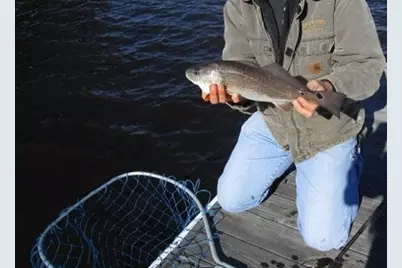 112 Duany Dr., Georgetown, SC 29440 - Photo 18