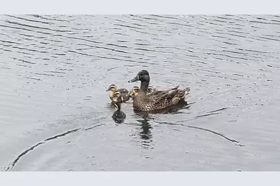 147 Cassina Dr., Longs, SC 29568 - Photo 46