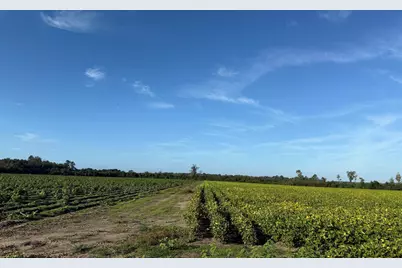 22 Acres-Tbd Baxley Rd., Hemingway, SC 29554 - Photo 18