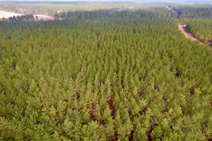 25 93Acres-4567 Dunham Rd, Bethune, SC 29009 - Photo 10