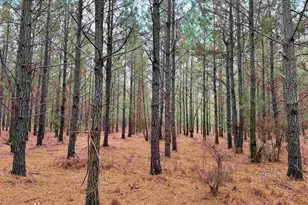 25 93Acres-4567 Dunham Rd, Bethune, SC 29009 - Photo 14