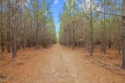 Tbd 183 Acres Blakely Rd., Salters, SC 29590 - Photo 10