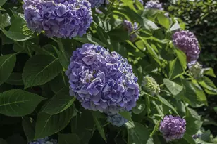 104 Westhill Cir, Myrtle Beach, SC 29572 - Photo 36