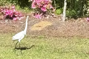 118 Rnch Hvn Dr, Murrells Inlet, SC 29576 - Photo 62