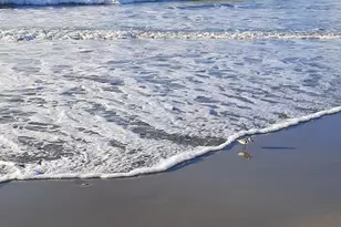 5308 N Ocean Blvd, Myrtle Beach, SC 29577 - Photo 20