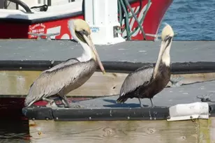 1183 N Blackmoor Dr, Murrells Inlet, SC 29576 - Photo 74