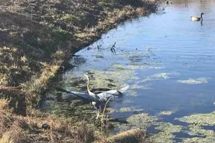 2104 Wood Stork Dr, Conway, SC 29526 - Photo 62