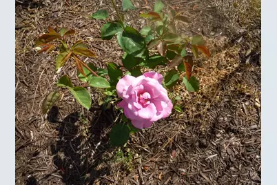 78 A J Lane, Tabor City, NC 28463 - Photo 86