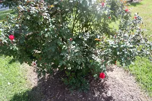 78 Aj Ln, Tabor City, NC 28463 - Photo 72