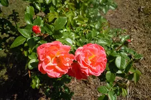 78 Aj Ln, Tabor City, NC 28463 - Photo 84