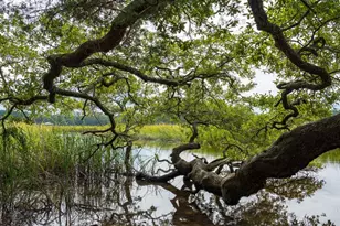 719 Grateful Dr, Little River, SC 29566 - Photo 32