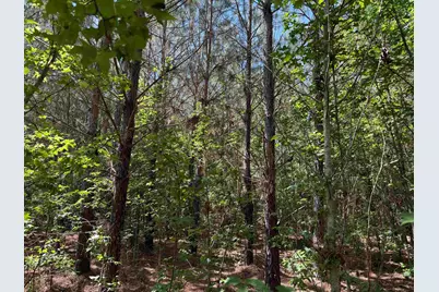 43 Acres - 5432 Juneburn Rd., Manning, SC 29102 - Photo 24