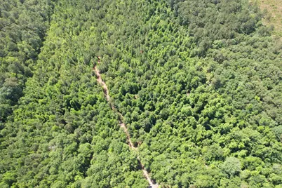 43 Acres - 5432 Juneburn Rd., Manning, SC 29102 - Photo 16