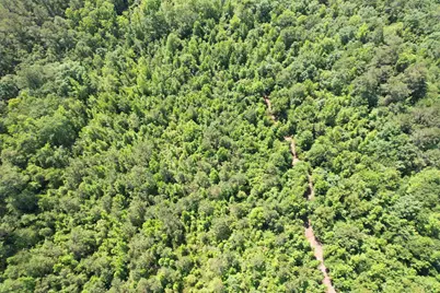 43 Acres - 5432 Juneburn Rd., Manning, SC 29102 - Photo 18