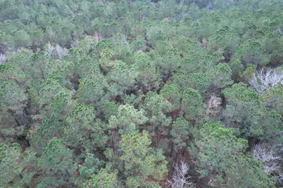 Tract B - Tbd Pennyroyal Rd., Georgetown, SC 29440 - Photo 16